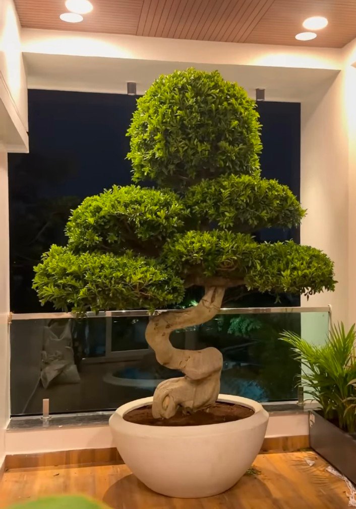 Ficus Microcarpa Bonsai