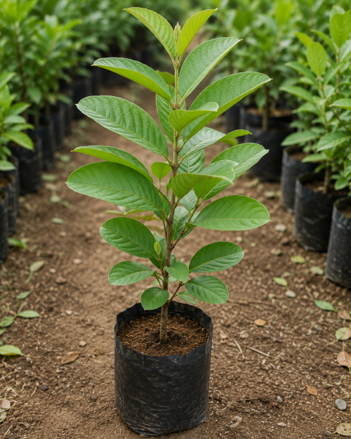 Guava Plant – Taiwan Pink
