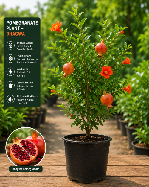 Pomegranate Plant – Bhagwa